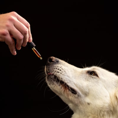 CBD PET SUPPLY